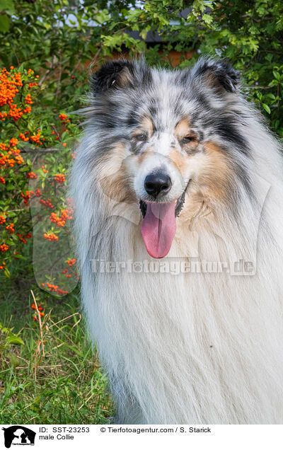 male Collie / SST-23253