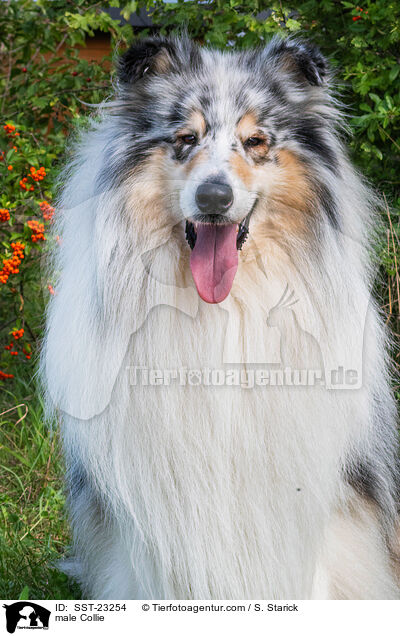male Collie / SST-23254