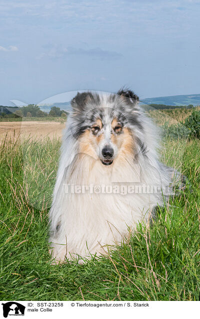 male Collie / SST-23258