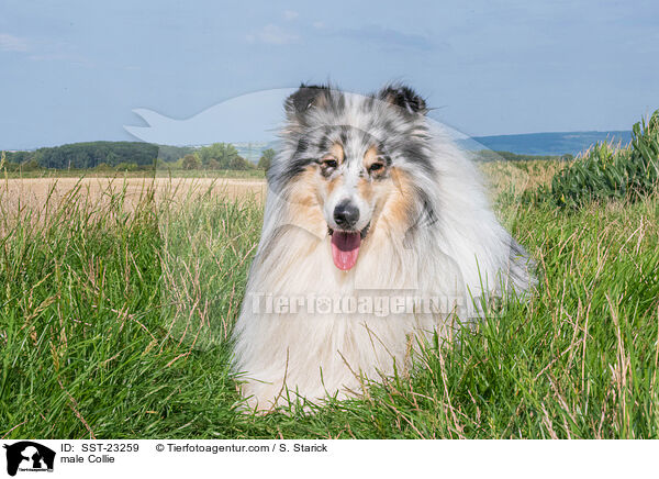 male Collie / SST-23259