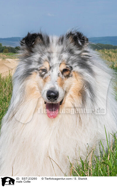 male Collie / SST-23260
