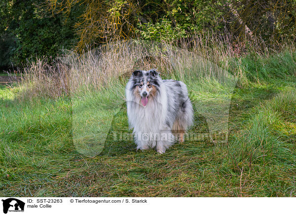 male Collie / SST-23263