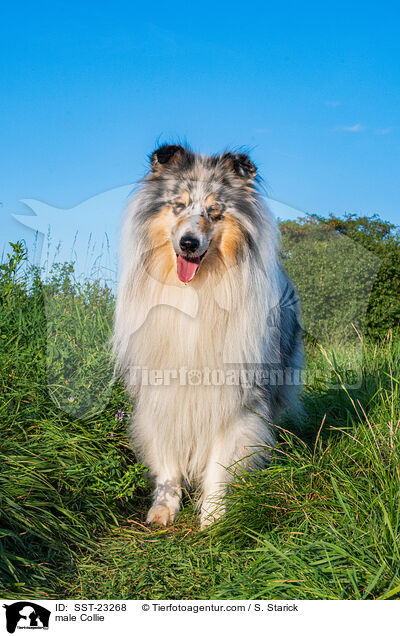 male Collie / SST-23268