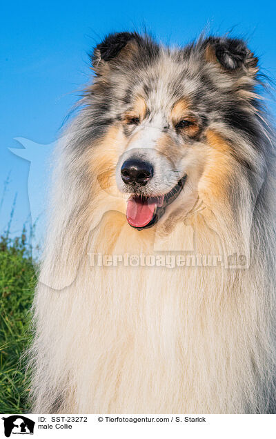 male Collie / SST-23272