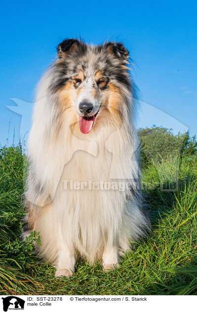 male Collie / SST-23278