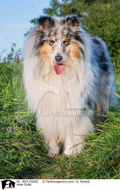 male Collie / SST-23282