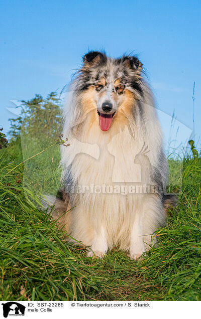 male Collie / SST-23285