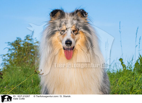 male Collie / SST-23287