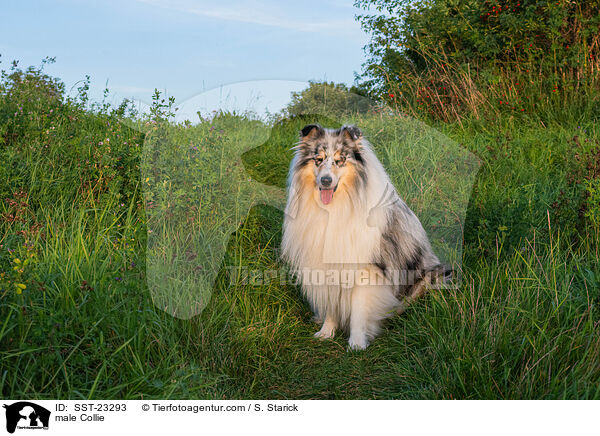 male Collie / SST-23293