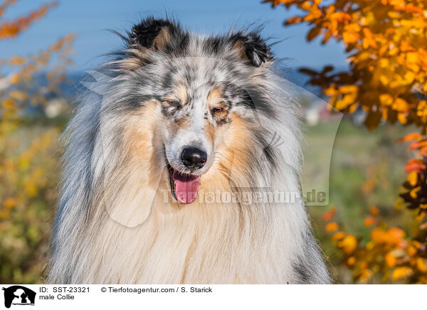 male Collie / SST-23321