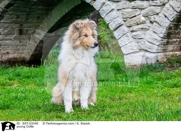 junger Collie / young Collie / SST-23346