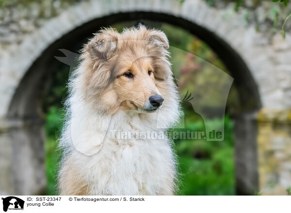 young Collie / SST-23347