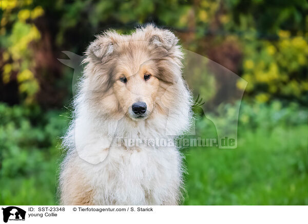 young Collie / SST-23348