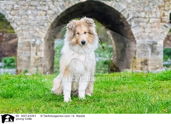 young Collie / SST-23351