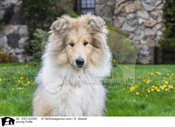 young Collie / SST-23355