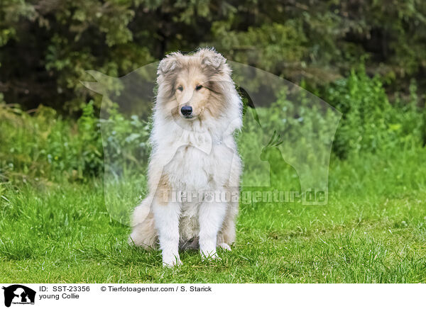 young Collie / SST-23356