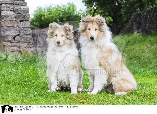 young Collies / SST-23360