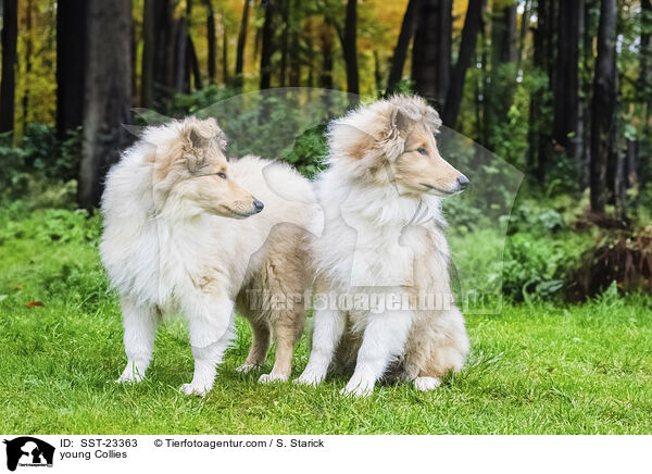 young Collies / SST-23363