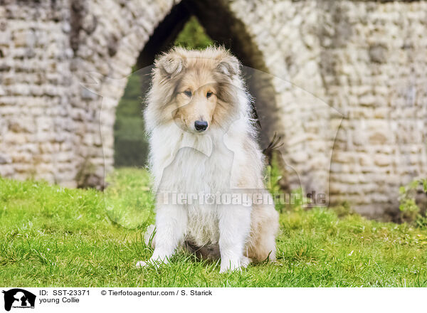 young Collie / SST-23371