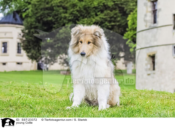 young Collie / SST-23372
