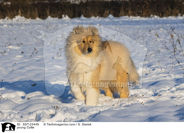 Collie Junghund / young Collie / SST-23449