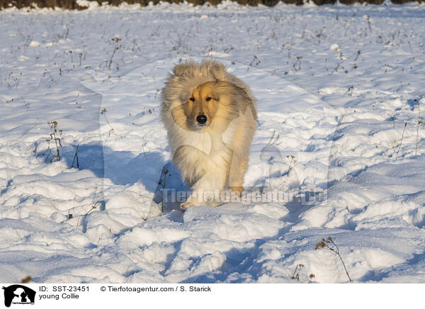 Collie Junghund / young Collie / SST-23451