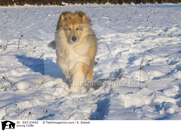 Collie Junghund / young Collie / SST-23452