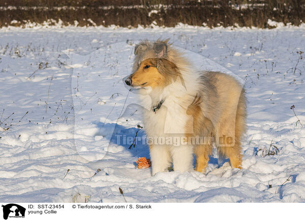 Collie Junghund / young Collie / SST-23454