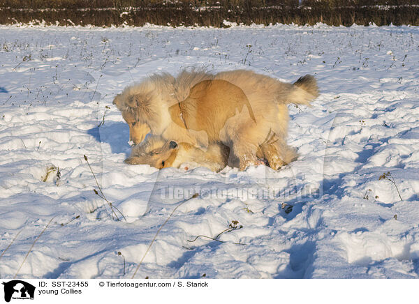 Collie Junghunde / young Collies / SST-23455