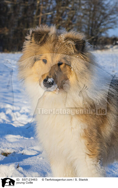 Collie Junghund / young Collie / SST-23463