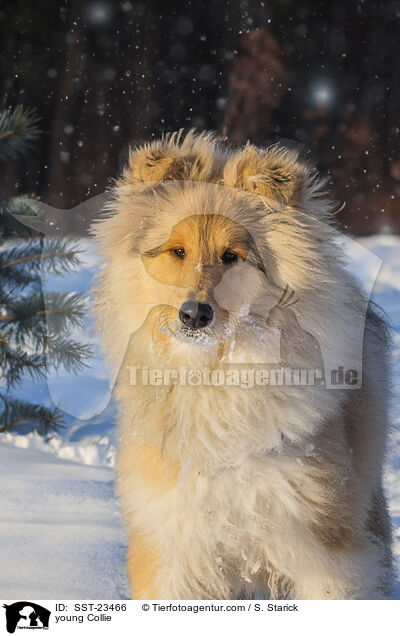 Collie Junghund / young Collie / SST-23466
