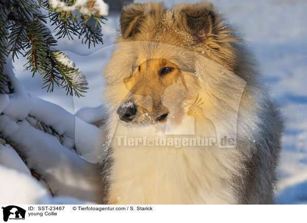 Collie Junghund / young Collie / SST-23467