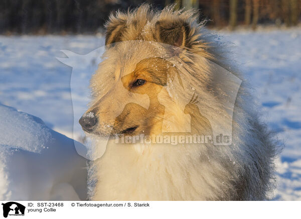 Collie Junghund / young Collie / SST-23468
