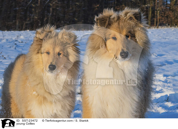 Collie Junghunde / young Collies / SST-23472