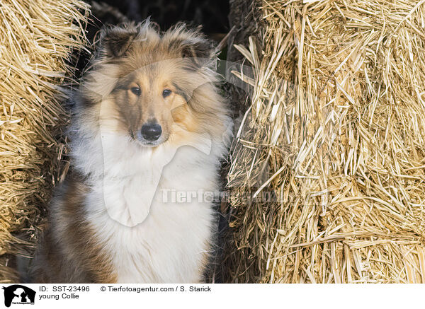 junger Collie / young Collie / SST-23496