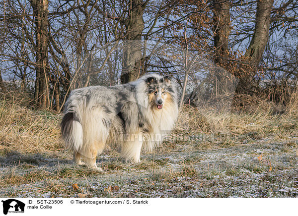 Collie Rde / male Collie / SST-23506