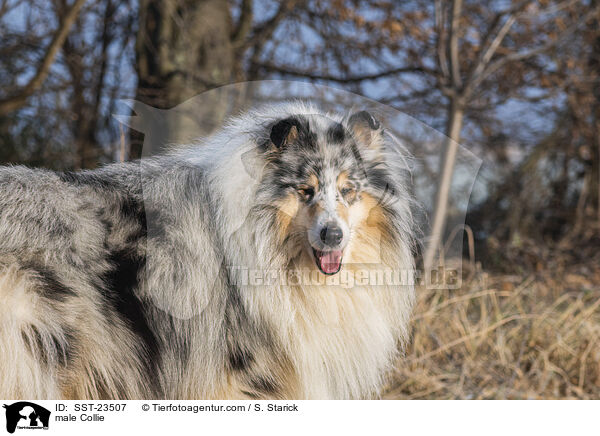 Collie Rde / male Collie / SST-23507