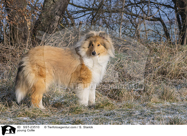 junger Collie / young Collie / SST-23510