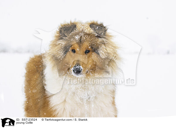 junger Collie / young Collie / SST-23524