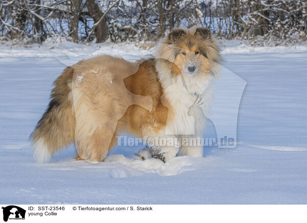 junger Collie / young Collie / SST-23546