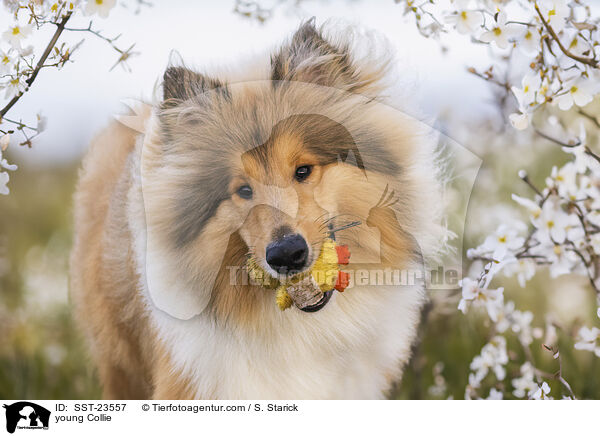 junger Collie / young Collie / SST-23557