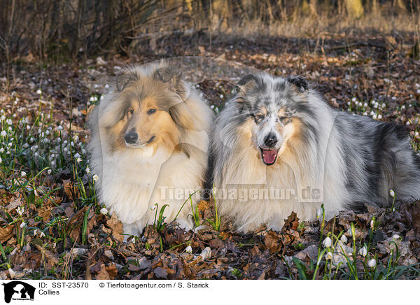 Collies / Collies / SST-23570