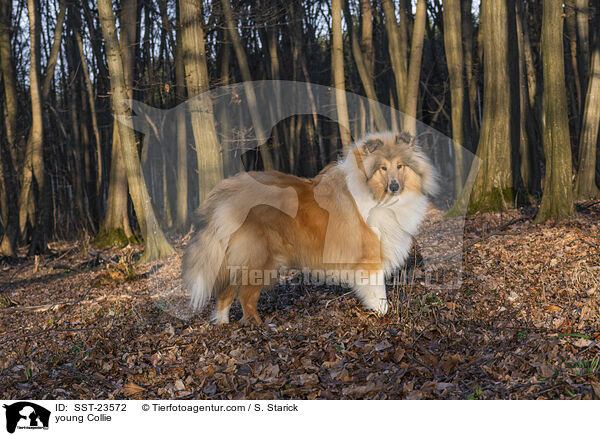 junger Collie / young Collie / SST-23572