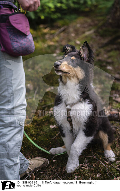 junger Collie Rde / young male Collie / SIB-03315