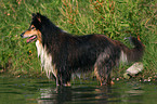 bathing longhaired collie