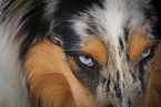 longhaired Collie eyes