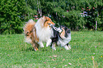longhaired Collies