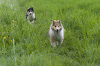 running Collie Puppies