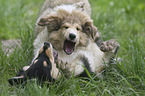 playing Collie Puppies