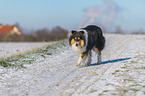 Collie in Winter